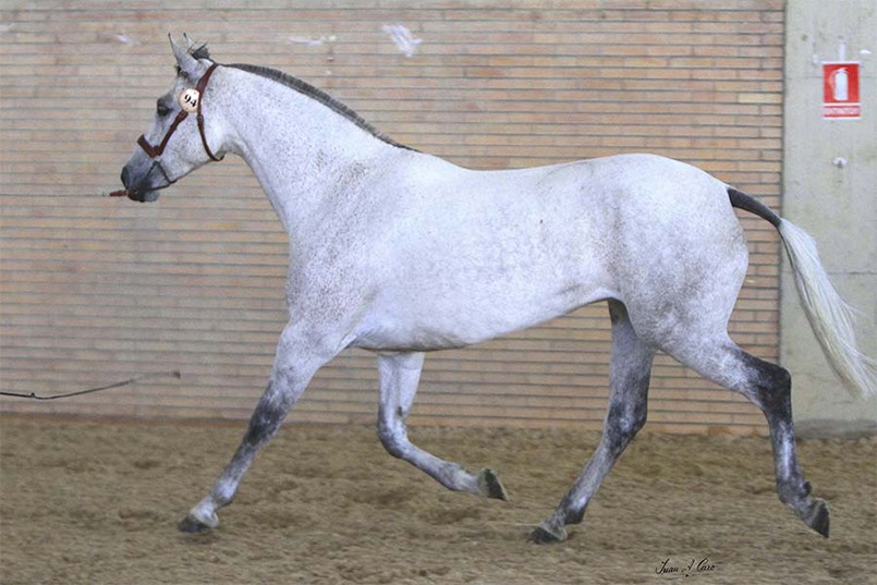 jcarejas-campeona-raza-equisur-2017 jcarejas-campeona-raza-equisur-2017